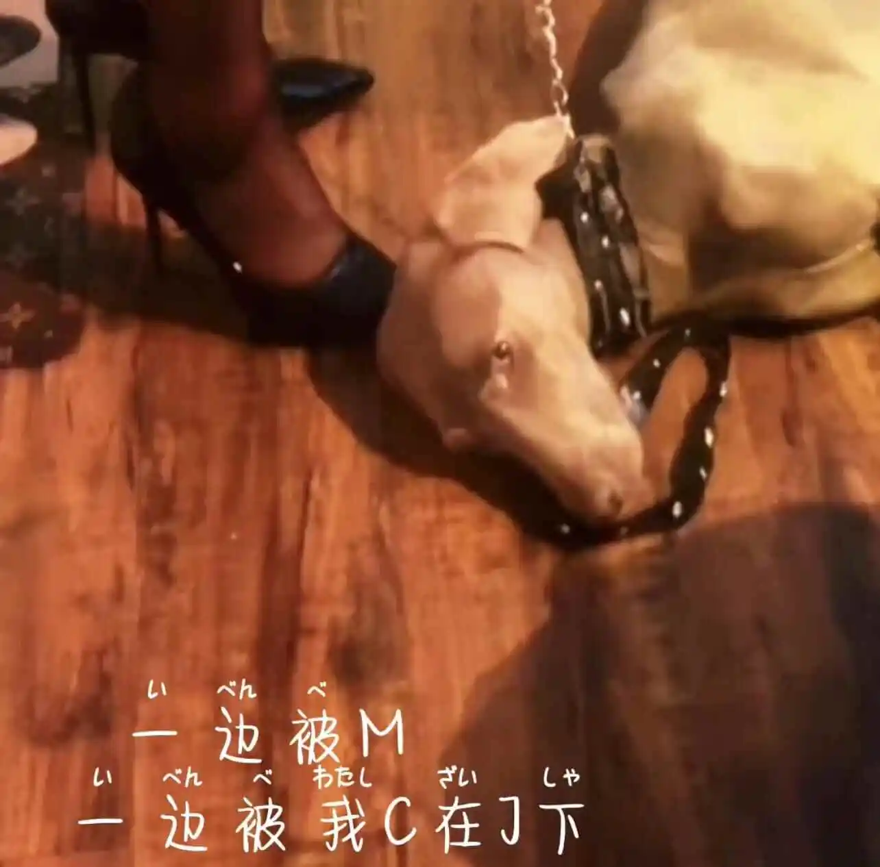 西檬之家-斯慕圈新人必备指南：从基础术语到安全原则